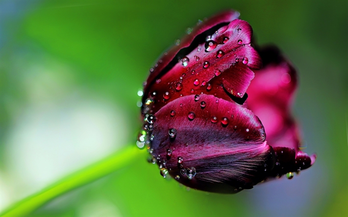 Tử vi tuần mới 1511 - 2111 Tuổi Thìn tình cảm vượng sắc tuổi Mão sóng gió khó lường