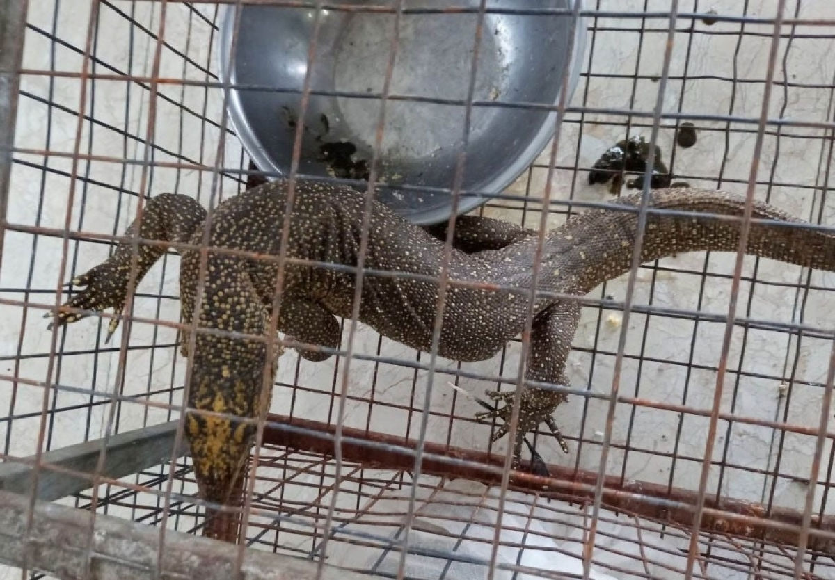 Thừa Thiên-Huế Phạt phụ bếp nhà hàng 270 triệu đồng do tàng trữ kỳ đà vân quý hiếm