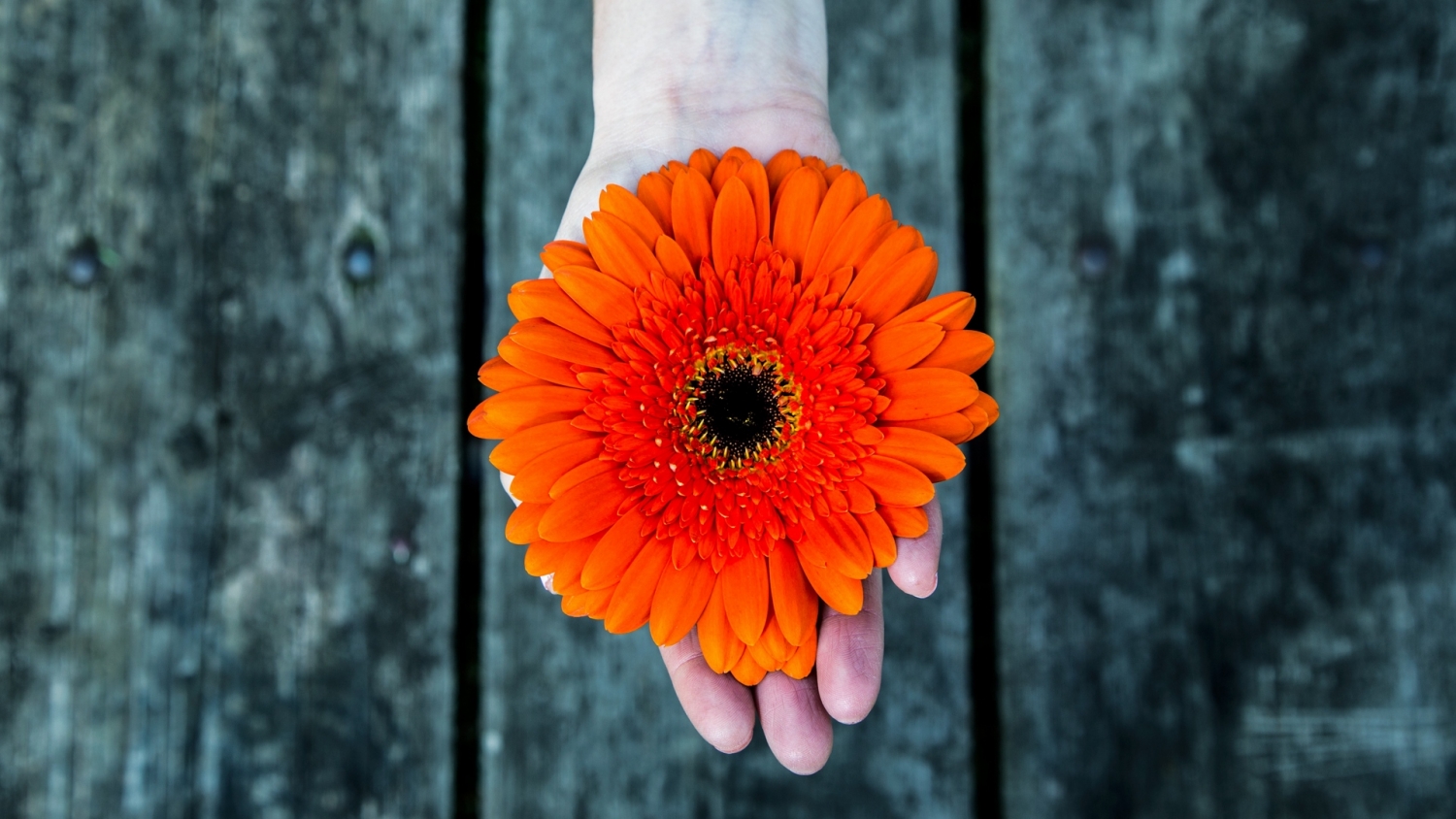 Tử vi ngày 20112021 Tuổi Ngọ tài lộc tăng tiến tuổi Tỵ vướng họa tiểu nhân