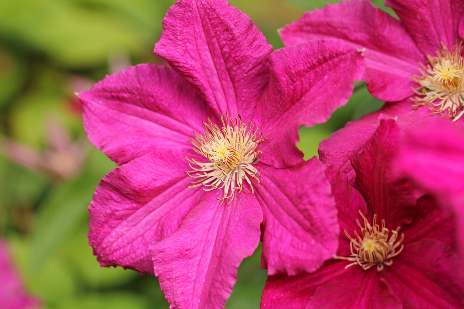 Tử vi tuần mới 2211 - 2811 Tuổi Tý bất trắc tình cảm Tuổi Sửu cân đối giữa sự nghiệp và cuộc sống