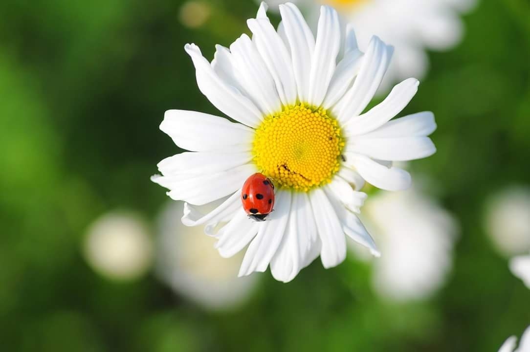 Tử vi ngày 24112021 Tuổi Thân công việc trôi chảy tuổi Dần tình cảm vượng sắc