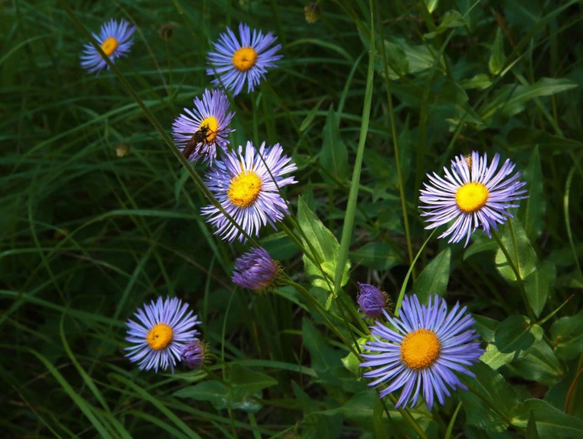 Tử vi ngày 25112021 Tuổi Sửu cơ hội phát tài tuổi Dậu khẳng định vị thế