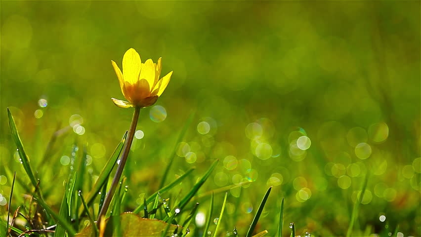 Tử vi ngày 26112021 Tuổi Thìn rắc rối tiền bạc tuổi Mùi cám dỗ bủa vây