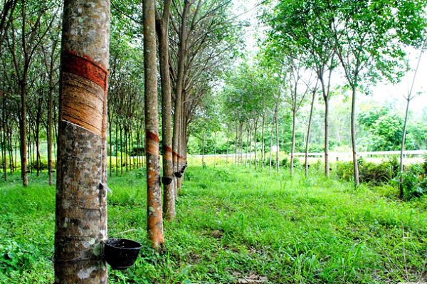 Cao su Tân Biên (RTB) sắp trả cổ tức bằng tiền tỷ lệ 15%