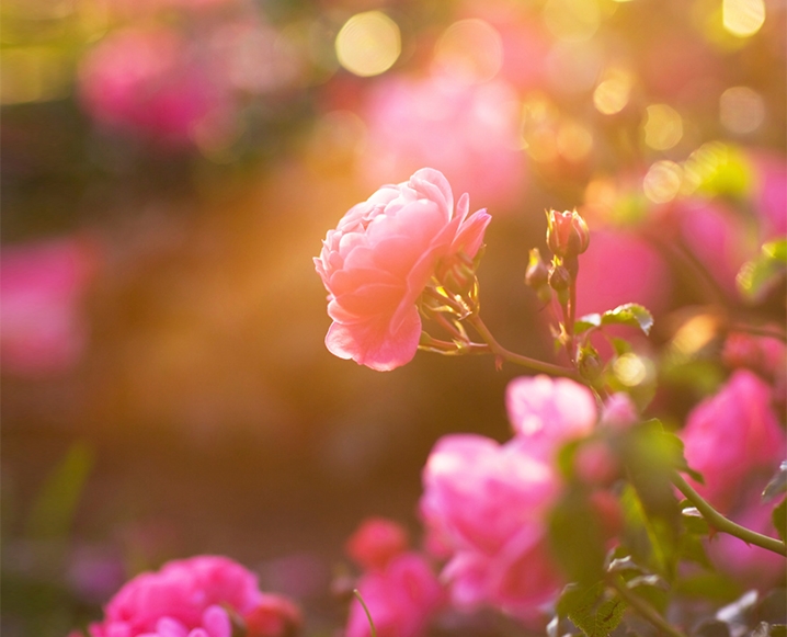 Tử vi tuần mới 2911 - 512 Tuổi Tỵ vận trình khởi sắc tuổi Sửu đương đầu thử thách