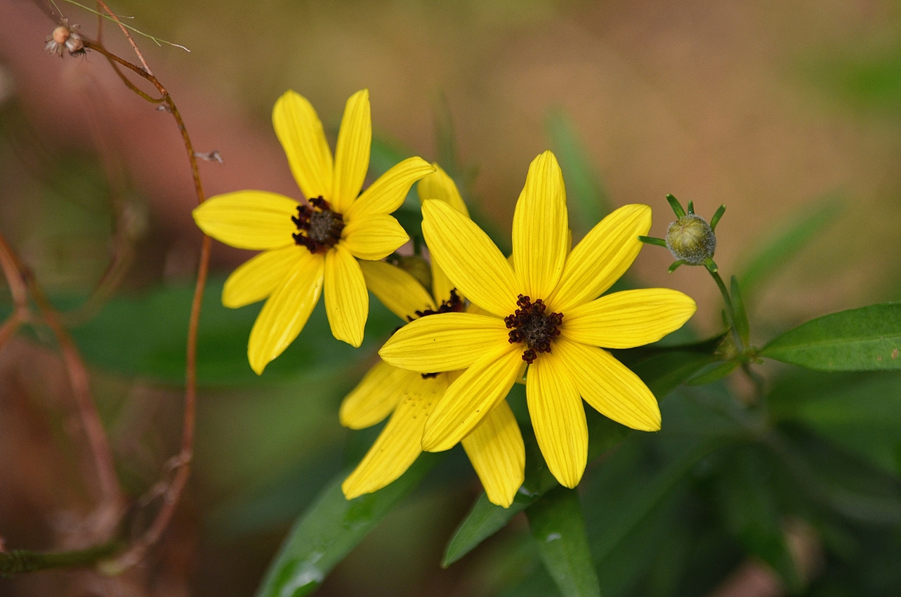 Tử vi ngày 29112021 Tuổi Tuất cơ hội tiến xa tuổi Mùi phản ứng nhanh nhạy