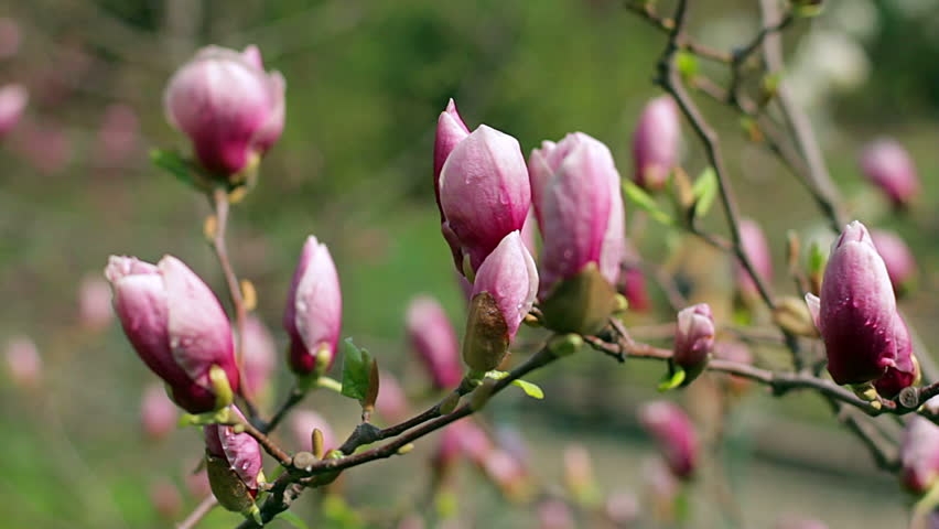 Tử vi ngày 1122021 Tuổi Ngọ rủng rỉnh tiền bạc tuổi Thìn tâm lý bất ổn