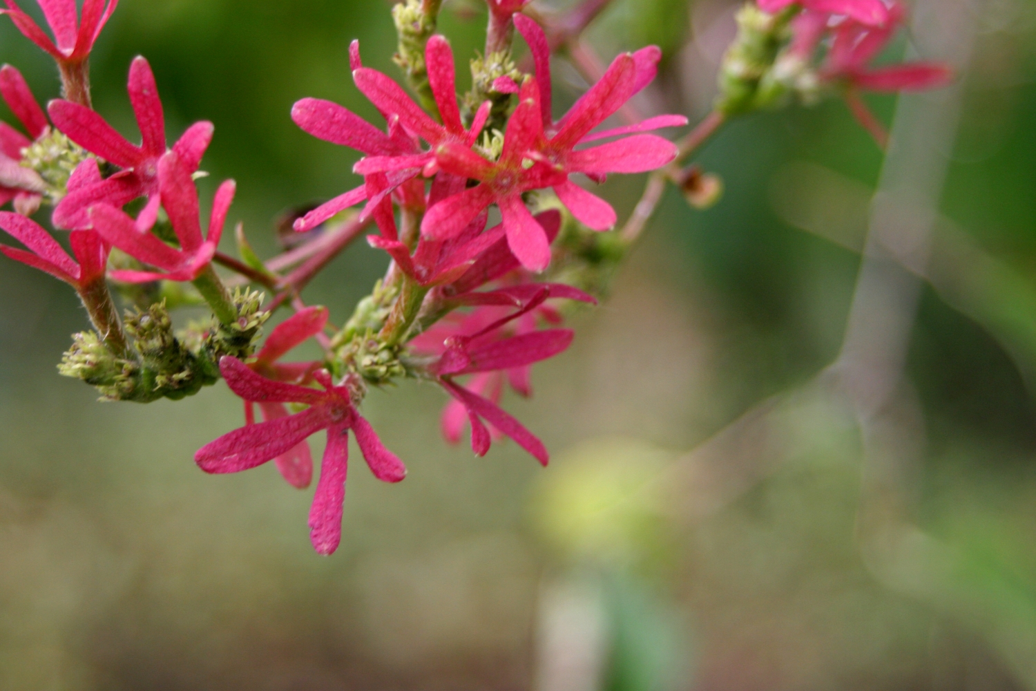 Tử vi ngày 2122021 Tuổi Thìn gặt hái thành quả tuổi Mão vướng chuyện thị phi
