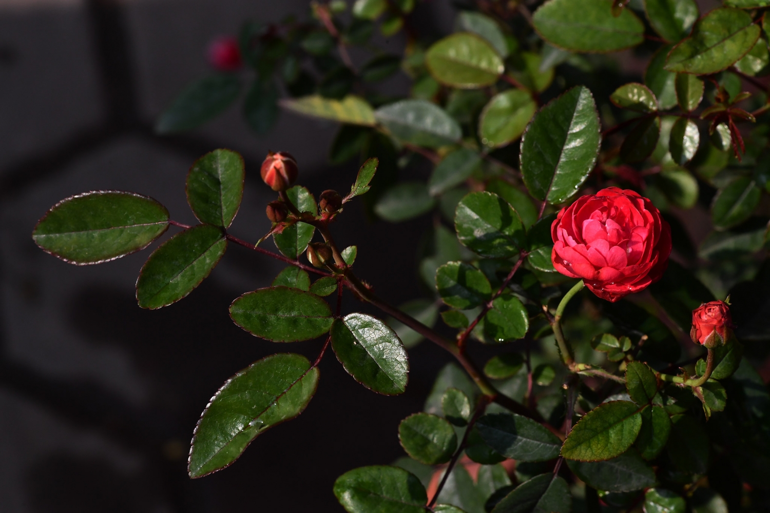 Tử vi 12 cung hoàng đạo ngày 2122021 Bạch Dương hâm nóng tình cảm Cự Giải sóng gió công việc