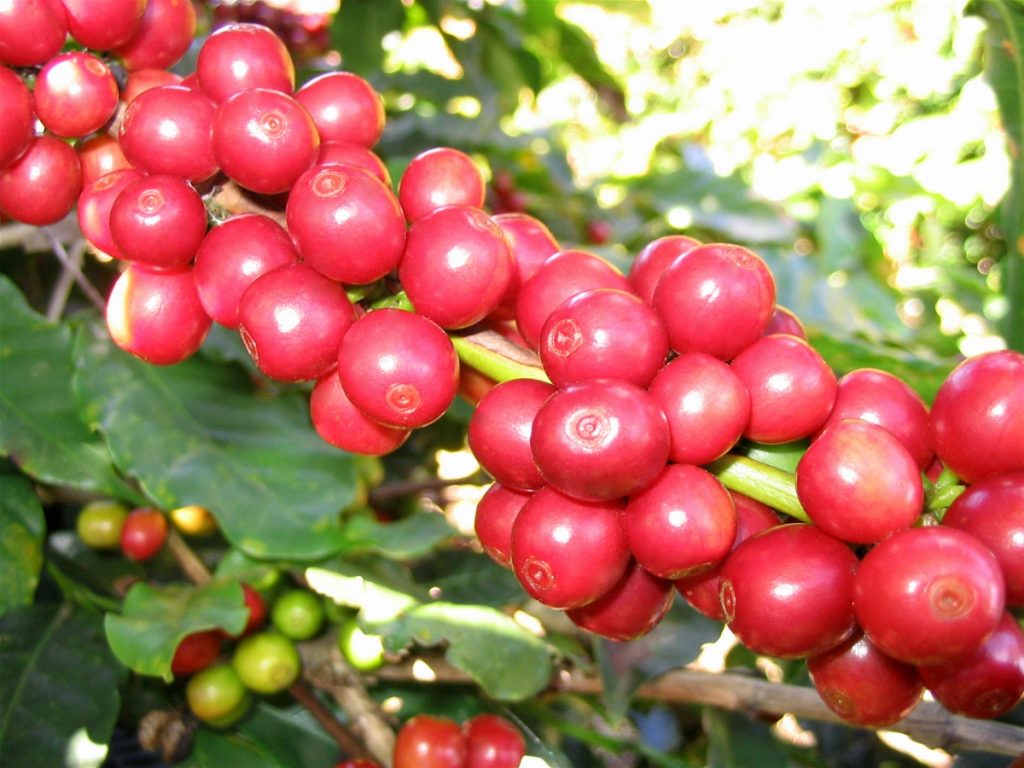 Giá cà phê hôm nay 212 Robusta tăng mạnh do nguồn cung khan hiếm