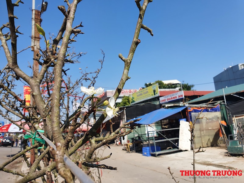 Hà Nội 400.000 đồng đến vài triệu đồng một cành mận, lê rừng phục vụ dân chơi Tết sớm