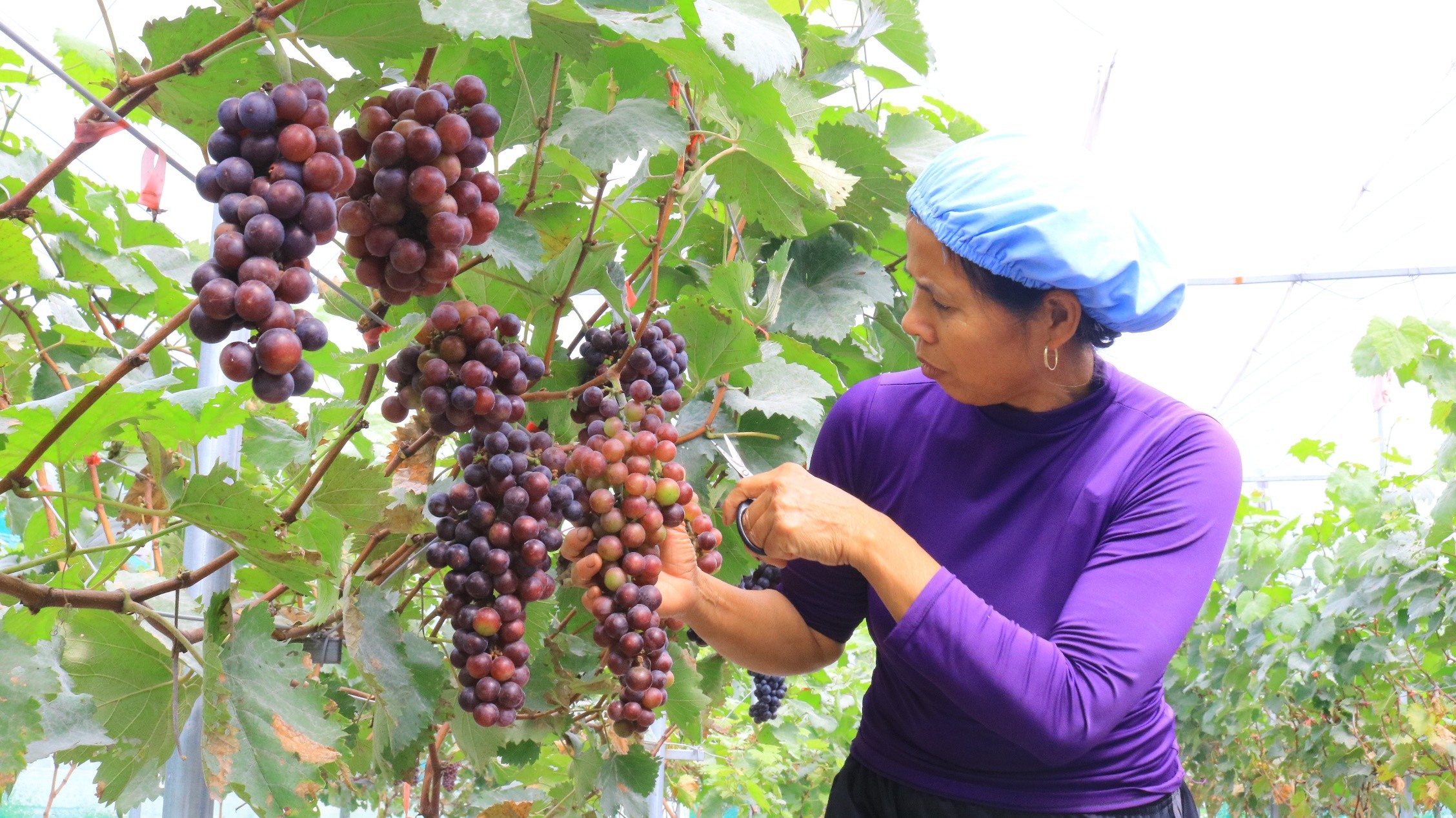 Nông dân Vĩnh Phúc trồng Nho Hạ Đen bán giá lên đến 150000 đồngkg