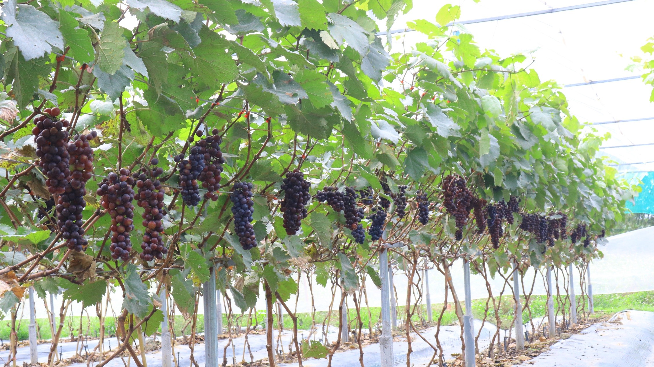 Nông dân Vĩnh Phúc trồng Nho Hạ Đen bán giá lên đến 150000 đồngkg