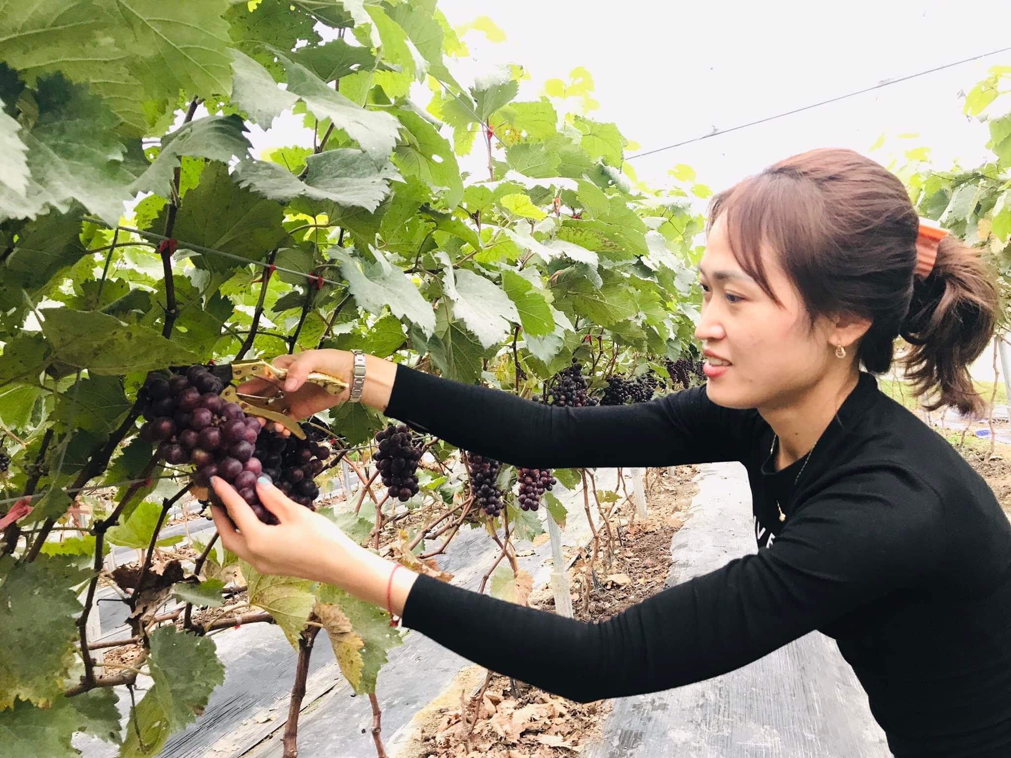 Nông dân Vĩnh Phúc trồng Nho Hạ Đen bán giá lên đến 150000 đồngkg