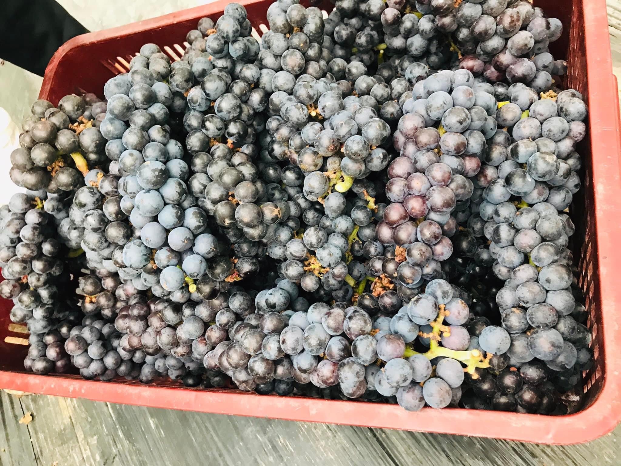 Nông dân Vĩnh Phúc trồng Nho Hạ Đen bán giá lên đến 150000 đồngkg