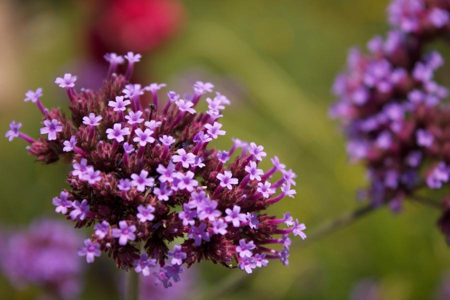 Tử vi ngày 6122021 Tuổi Thân sự nghiệp bình ổn tuổi Sửu gặp được quý nhân