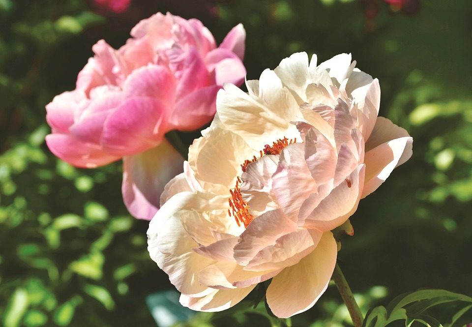 Tử vi 12 cung hoàng đạo tuần từ 612 - 1212 Cự Giải cẩn trọng tài chính Bạch Dương tinh thần sụt giảm