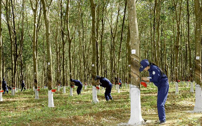 Cao su Phước Hòa (PHR) chi khoảng 610 tỷ đồng chia cổ tức tổng tỷ lệ 45%