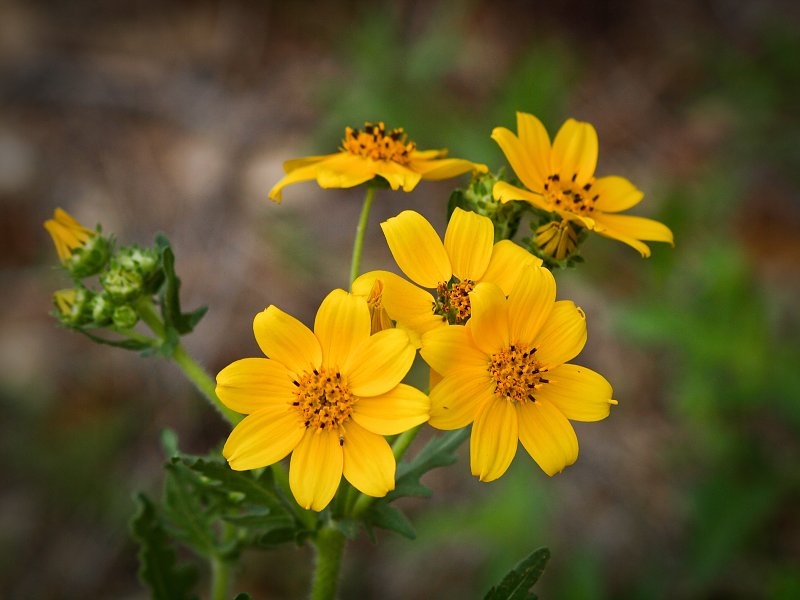 Tử vi ngày 8122021 Tuổi Hợi phần thưởng bất ngờ tuổi Tuất tự tin thử sức