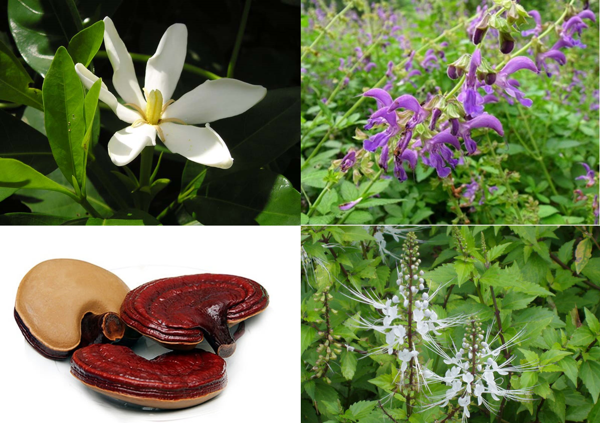 Kiểm soát suy thận mạn tiến triển nhờ sản phẩm từ thảo dược