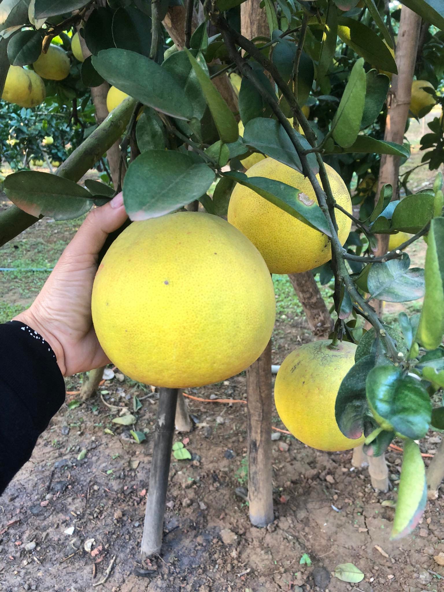 Ba Vì - Hà Nội Bưởi Diễn vào vụ dưới 10.000 đồngquả thương lái vẫn chê