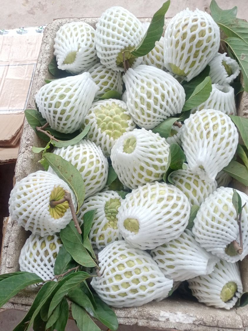 Vì sao na Thái đang làm mưa gió trên thị trường