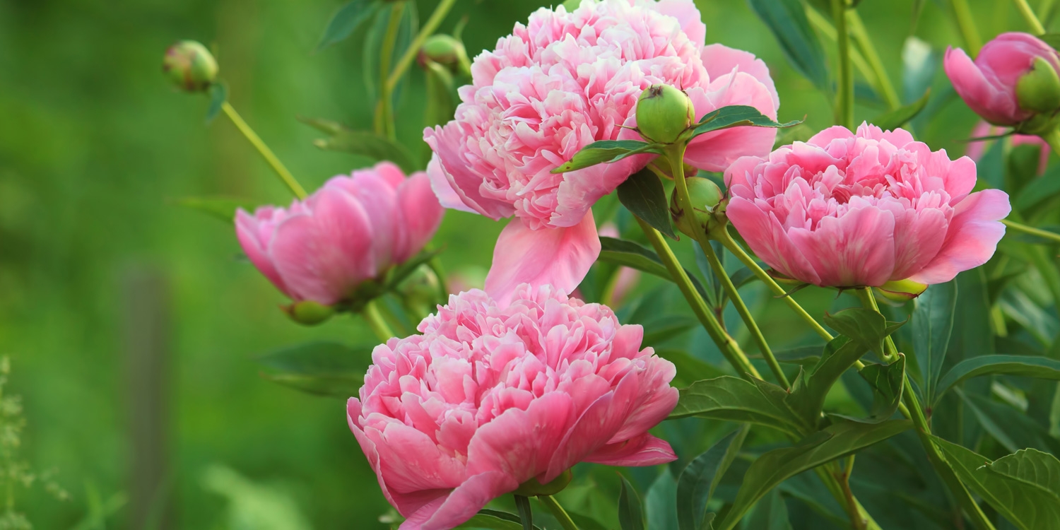 Tử vi ngày 14122021 Tuổi Tý quý nhân nâng đỡ tuổi Sửu tâm trạng thất thường