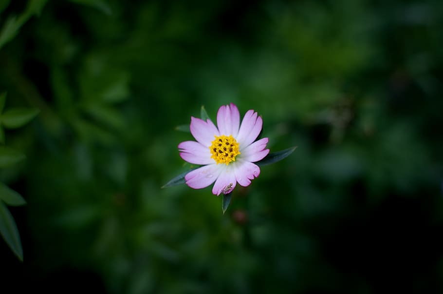 Tử vi 12 cung hoàng đạo ngày 17122021 Bạch Dương cơ hội kiếm tiền Cự Giải đau đầu bởi các khoản chi