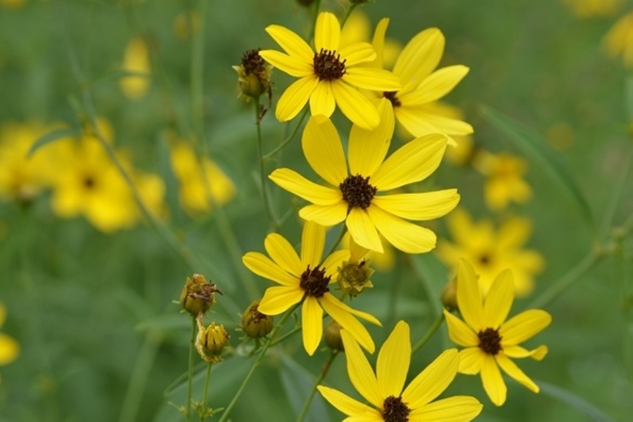 Tử vi 12 cung hoàng đạo ngày 18122021 Nhân Mã cơ hội phát tài Cự Giải không nên nóng vội