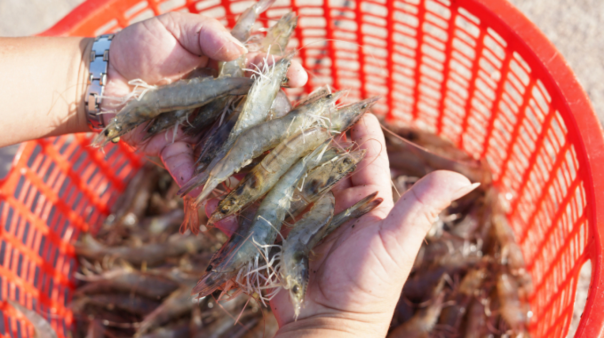 Giá tôm Indonesia giảm tại các khu vực sản xuất chính