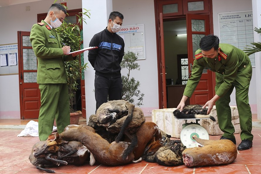 Điện Biên Phát hiện 2 vụ vận chuyển, tàng trữ động vật hoang dã trái phép