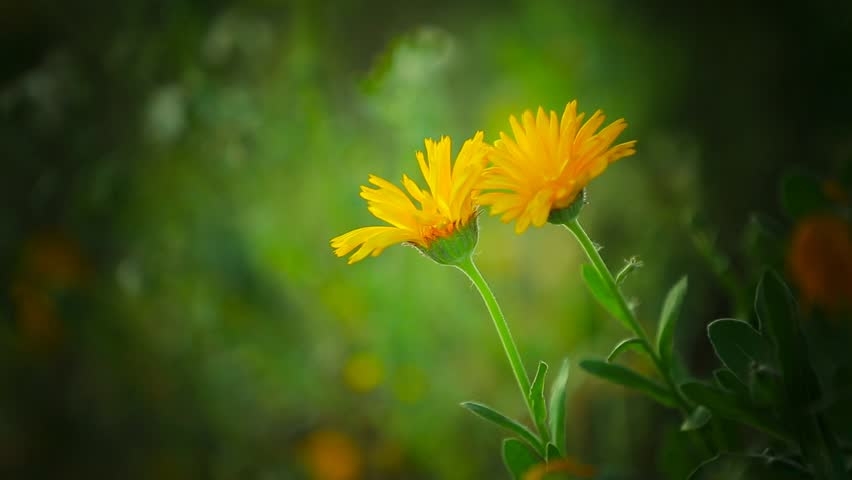 Tử vi ngày 21122021 Tuổi Tỵ thu nhập vững vàng, tuổi Hợi tình duyên suôn sẻ