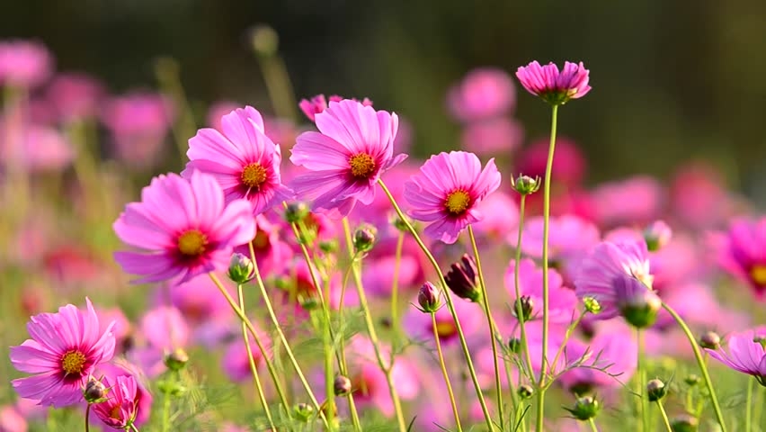 Tử vi ngày 23122021 Tuổi Sửu phát tài nhờ nghề tay trái tuổi Mùi vượng vận đào hoa