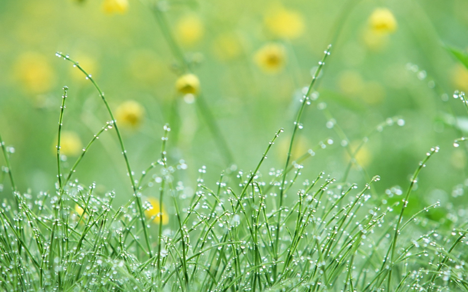 Tử vi 12 cung hoàng đạo ngày 29122021 Xử Nữ tự tin thể hiện năng lực Kim Ngưu nhạy cảm