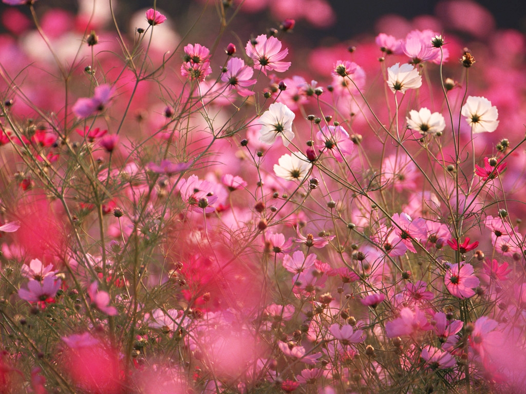 Tử vi ngày 30122021 Tuổi Tỵ cải thiện tài chính tuổi Hợi quý nhân chỉ lối