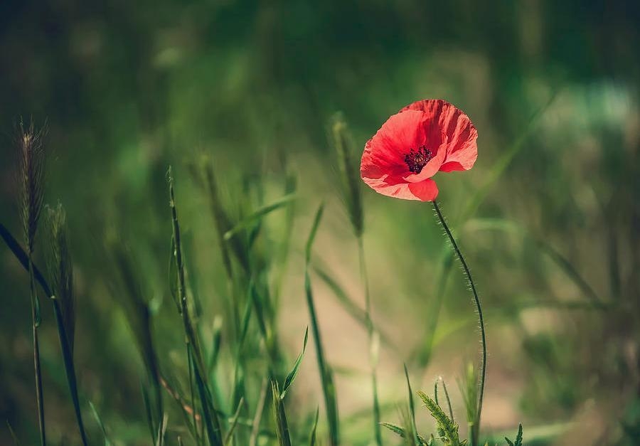 Tử vi tuần mới 31 - 91 Tuổi Dậu tài lộc khởi sắc tuổi Mùi tốt xấu đan xen