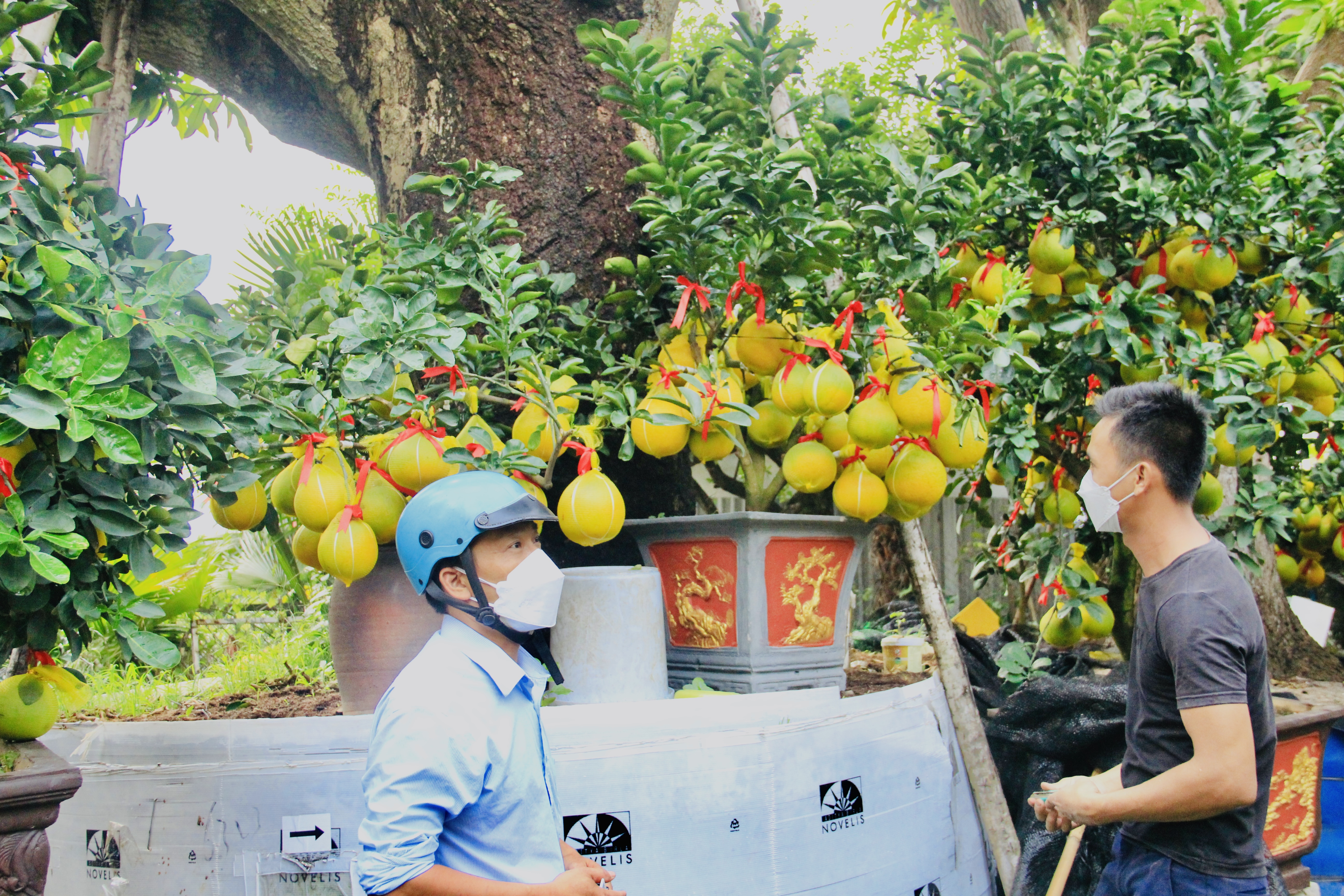 TP. HCM Ảnh hưởng dịch bệnh Covid-19 giá bưởi Diễn trưng Tết giảm mạnh