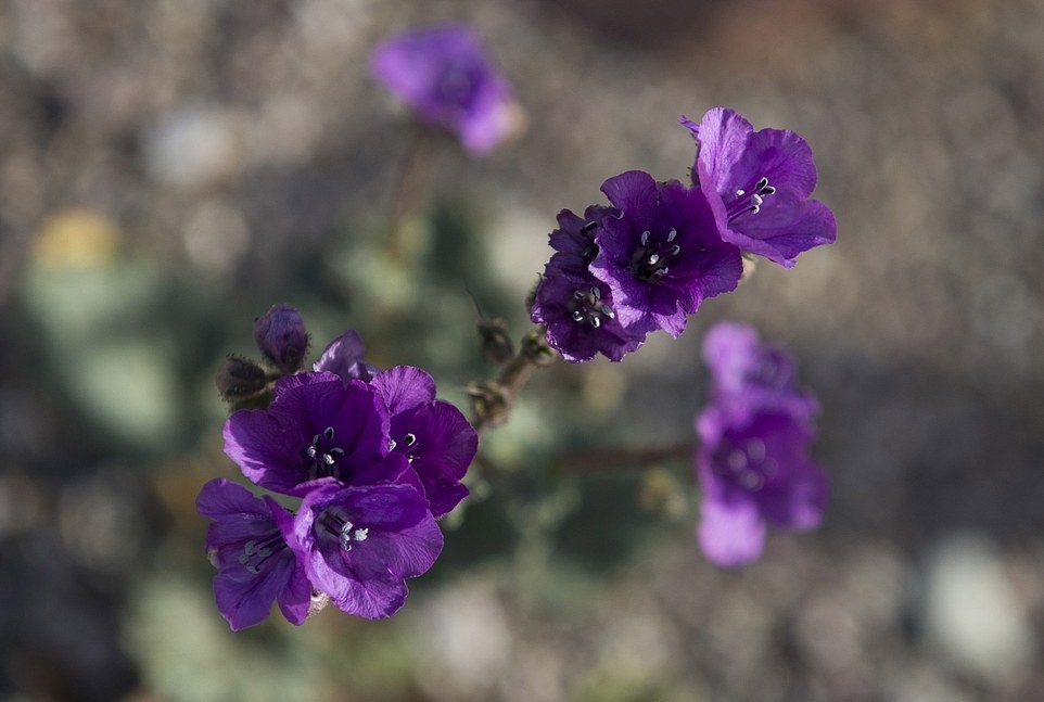 Tử vi ngày 712022 Tuổi Tuất đón cơ hội thu hút tài lộc tuổi Thìn tình cảm như ý