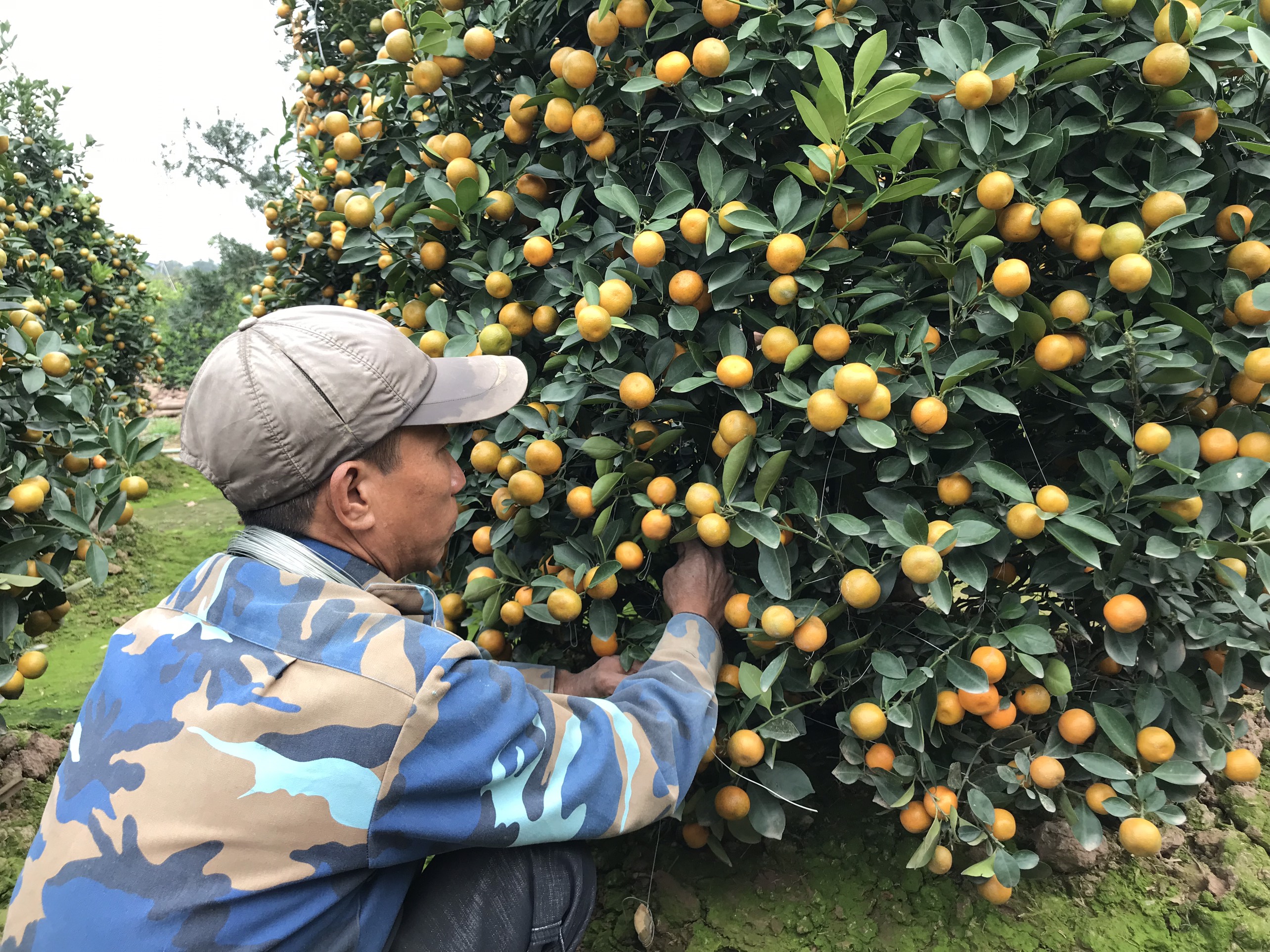 Vườn quất cảnh hàng trăm triệu ở Nam Định chuẩn bị phục vụ Tết Nguyên đán  Nhâm Dần