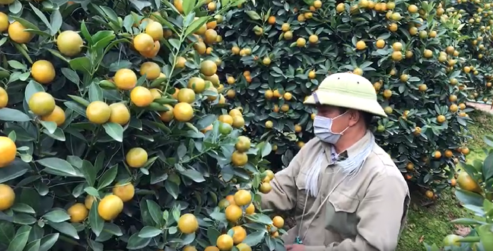 Vườn quất cảnh hàng trăm triệu ở Nam Định chuẩn bị phục vụ Tết Nguyên đán Nhâm Dần