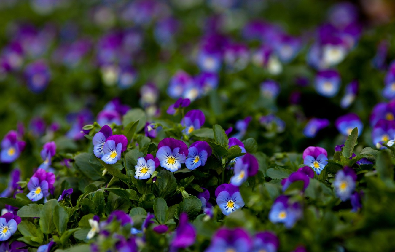 Tử vi ngày 912022 Tuổi Dần tài lộc khả quan tuổi Tý hao hụt tiền bạc