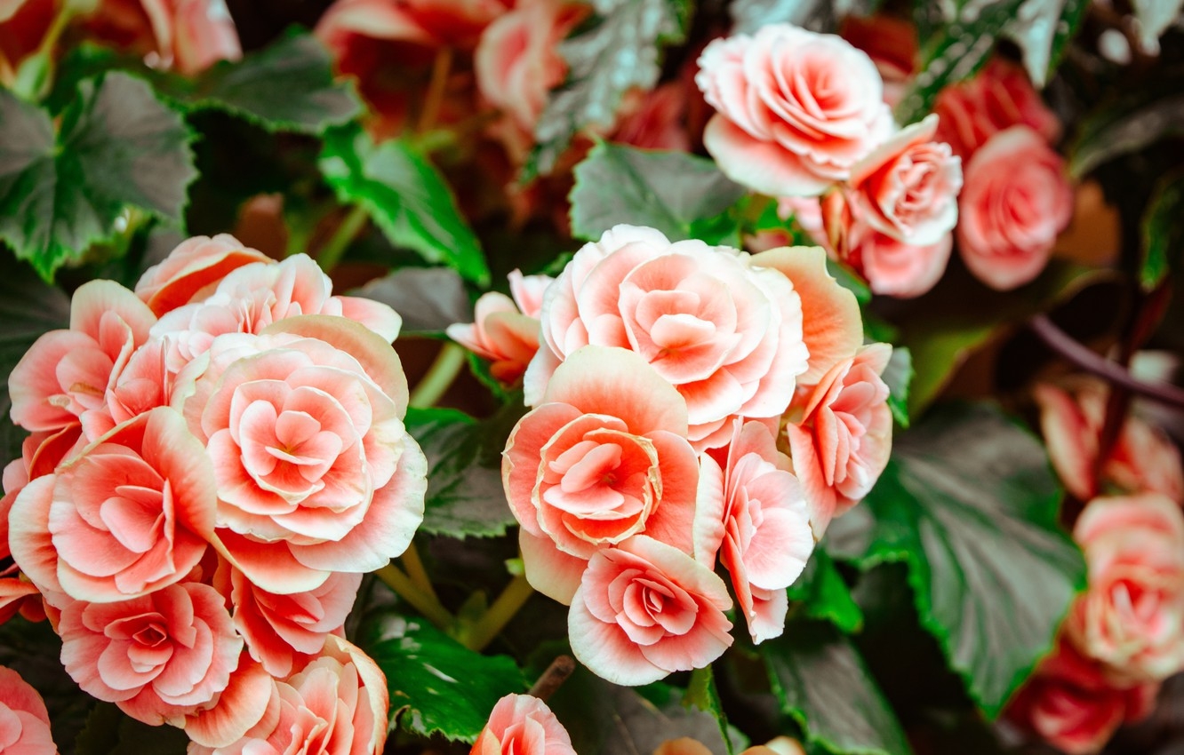 Tử vi tuần mới 101 - 161 Tuổi Ngọ hung cát đan xen tuổi Mão sóng gió bủa vây