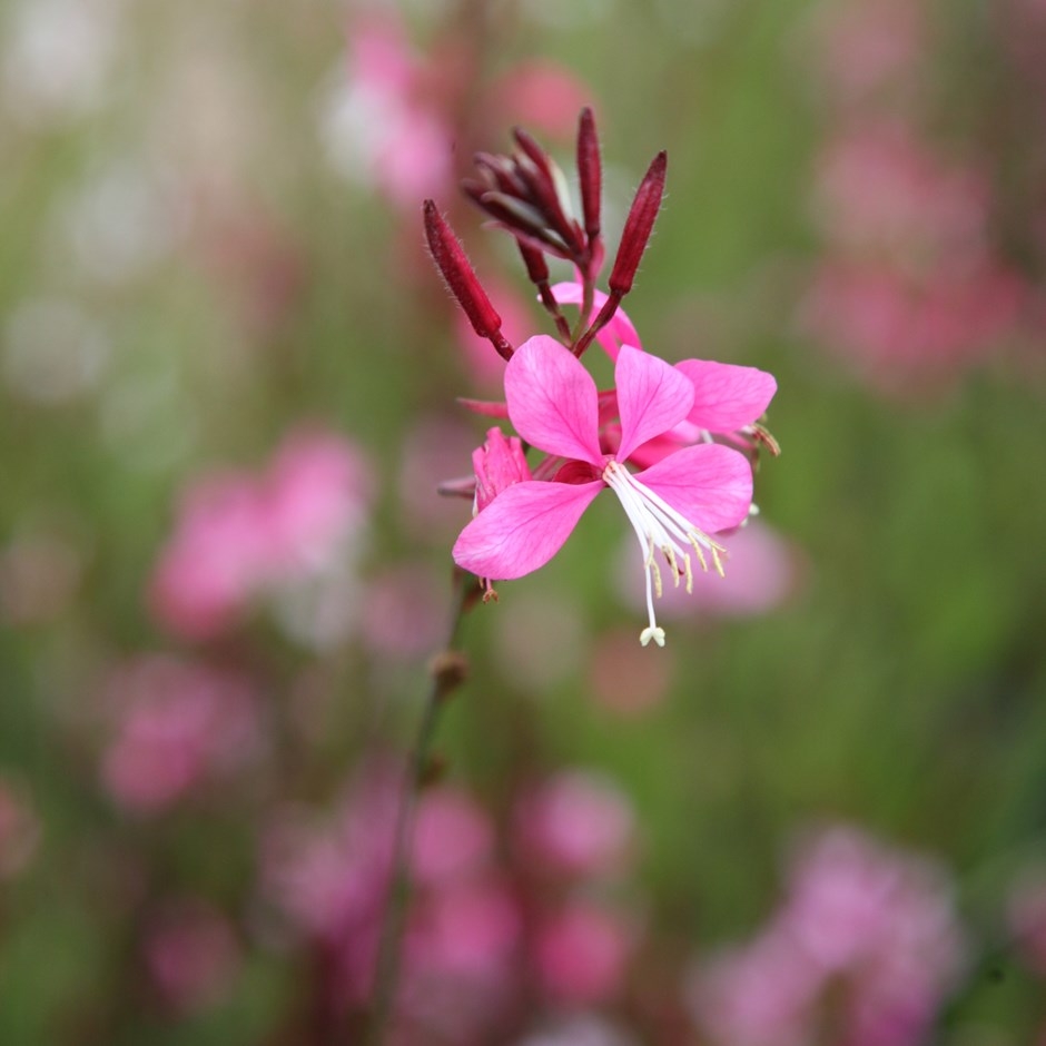 Tử vi ngày 1012022 Tuổi Tý phát triển sự nghiệp tuổi Ngọ phát tài bất ngờ