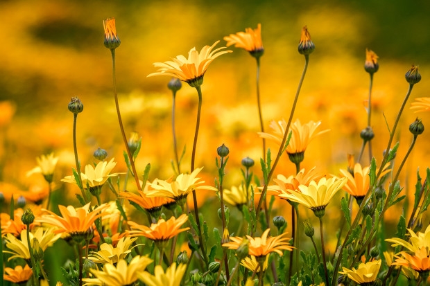 Tử vi 12 cung hoàng đạo ngày 1212022 Song Ngư kiểm soát tốt nguồn tiền hiện có Bọ Cạp bất an