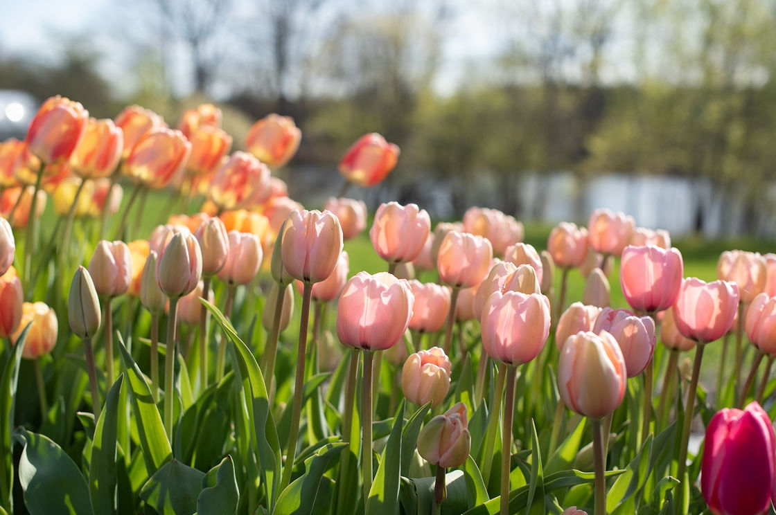 Tử vi ngày 1312022 Tuổi Dần khẳng định quyền uy tuổi Tuất cát thần nâng bước