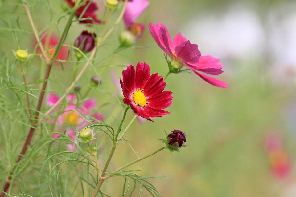 Tử vi ngày 1412022 Tuổi Thân sự nghiệp tiến xa tuổi Tỵ dễ vướng tranh chấp