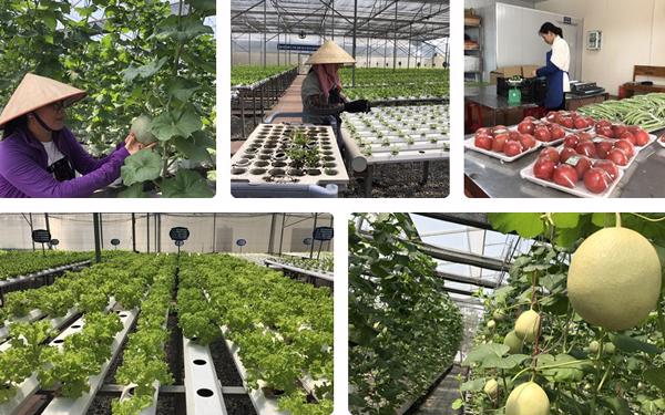 Chỉ khi doanh nghiệp lớn tham gia vào các chuỗi nông sản mới không còn chuyện giải cứu