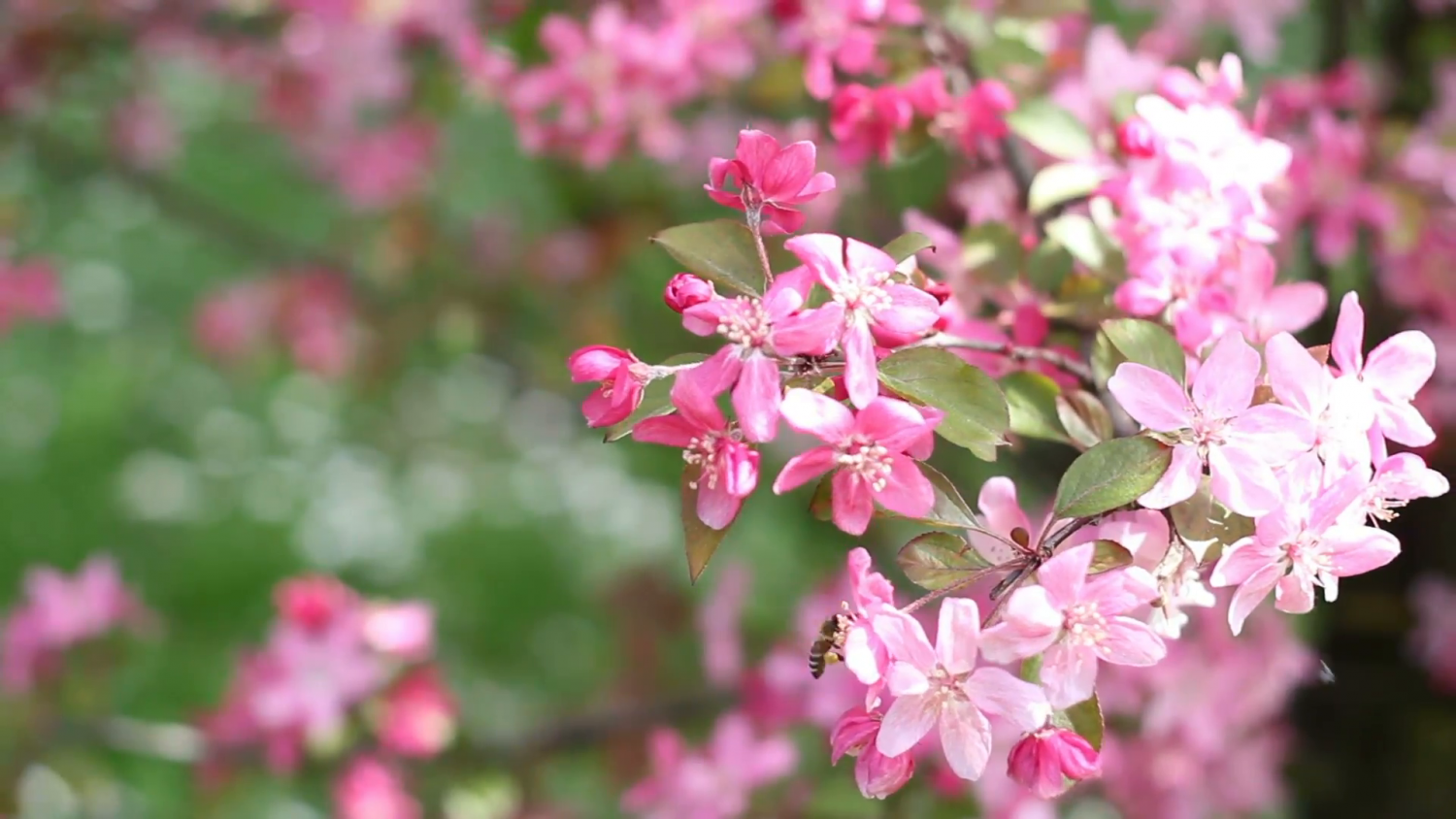 Tử vi ngày 1712022 Tuổi Mùi  thăng quan tiến chức tuổi Ngọ vướng nhiều rắc rối