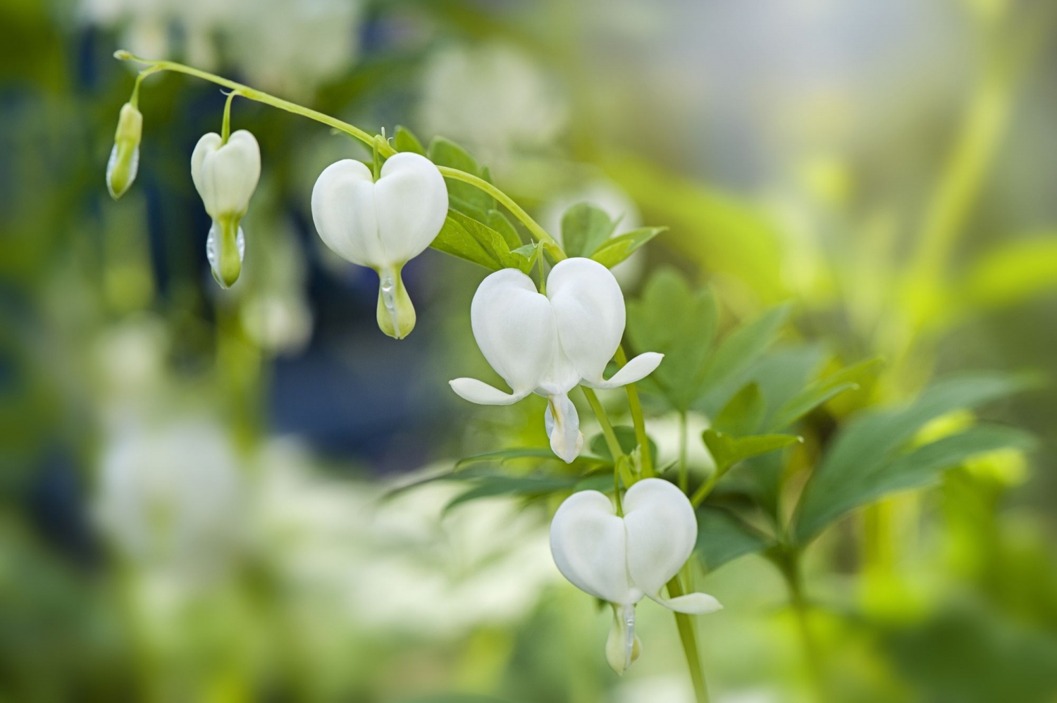 Tử vi tuần mới 171 - 231 Tuổi Tuất công danh rộng mở tuổi Dậu tiểu nhân quấy phá