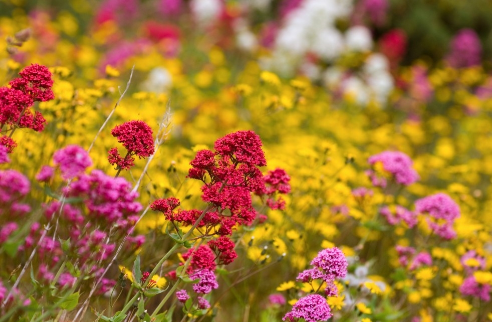 Tử vi ngày 1812022 Tuổi Dần làm đâu lợi đấy tuổi Sửu khúc mắc công việc